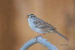 Sparrow;White-crowned-Sparrow;Zonotrichia-leucophrys
